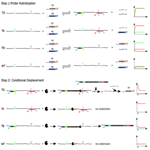 Determination of Multiple Single Nucleotide Polymorphism (SNP) Phase Information for Genetic Testing 