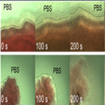 B12-Dependent Photoresponsive Protein Hydrogels for Controlled Cell Release