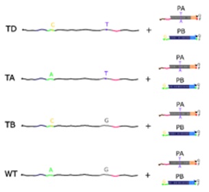 Genetic Testing for Determination of Multiple Single Nucleotide Polymorphism (SNP) Phase Information