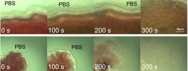 B12-Dependent Photoresponsive Protein Hydrogels for Controlled Cell Release