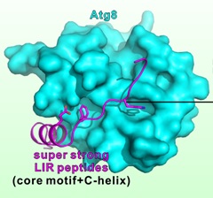 New Drug Discovery: Use of Potent and Specific Autophagy Inhibitors by Targeting the ATG8 Family Proteins