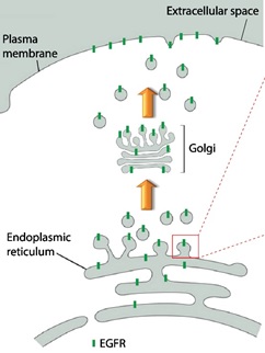 Novel Therapeutic Strategy for EGFR-Targeted Therapies in Cancer and Other Diseases