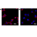 Fluorescent Bioprobes for Cell Imaging