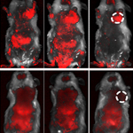 Protein-Triggered Fluorescent Turn-on Probes